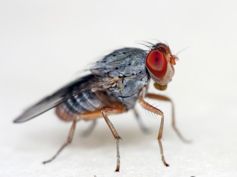 Fruit Flies