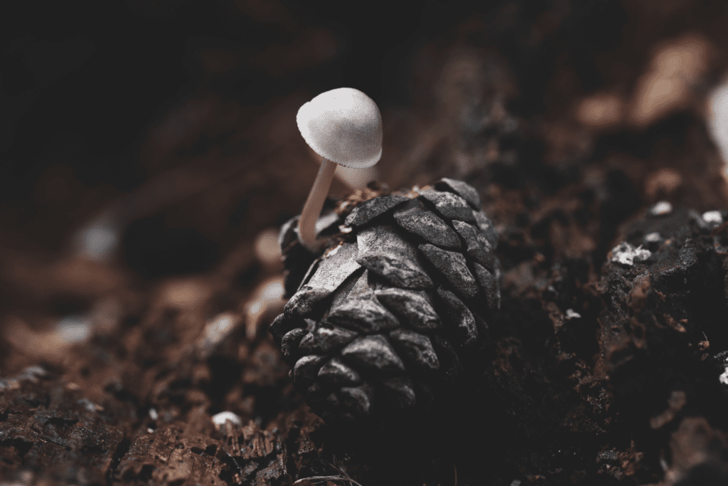 mushroom growing in my kitchen and bathroom wall